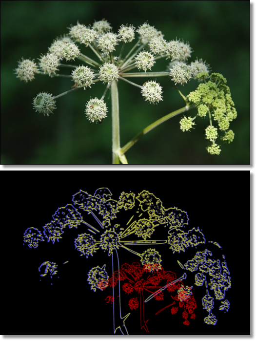 Flower: original picture & vector