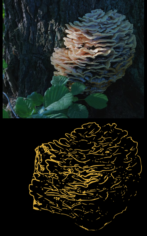 Mushroom on tree: original picture & vector
