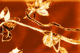 Gold leaves
